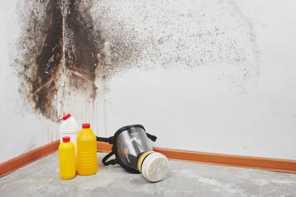 Best Biohazard Mold Removal  in Los Ranchos, CA